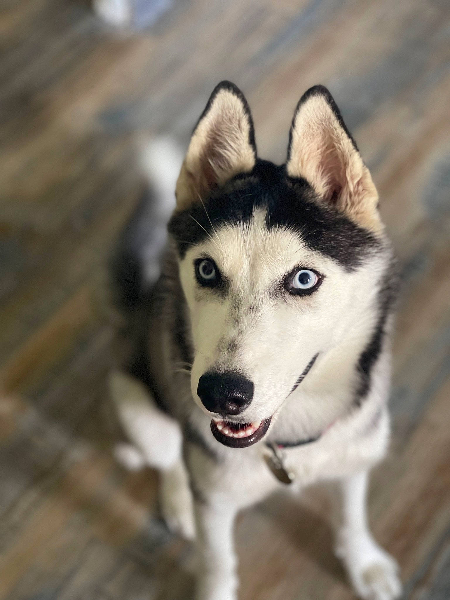 Siberia a rejoint le concours — aidez-le/la à gagner de superbes lots ! canidae, canis, carnivore, dog, dog_breed, fur, hardwood, jaw, monochrome_photography, non_sporting_group, siberian_husky, sled_dog, snout, sporting_group, terrestrial_animal, whiskers, wolf, wood, working_animal, working_dog