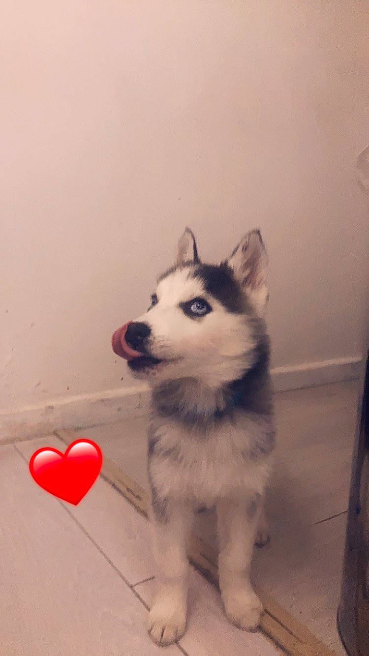 Siberia a rejoint le concours — aidez-le/la à gagner de superbes lots ! ancient_dog_breeds, canidae, canis, carmine, carnivore, companion_dog, dog, dog_breed, dog_supply, flooring, fur, happy, non_sporting_group, sled_dog, snout, sporting_group, whiskers, wood, working_animal, working_dog