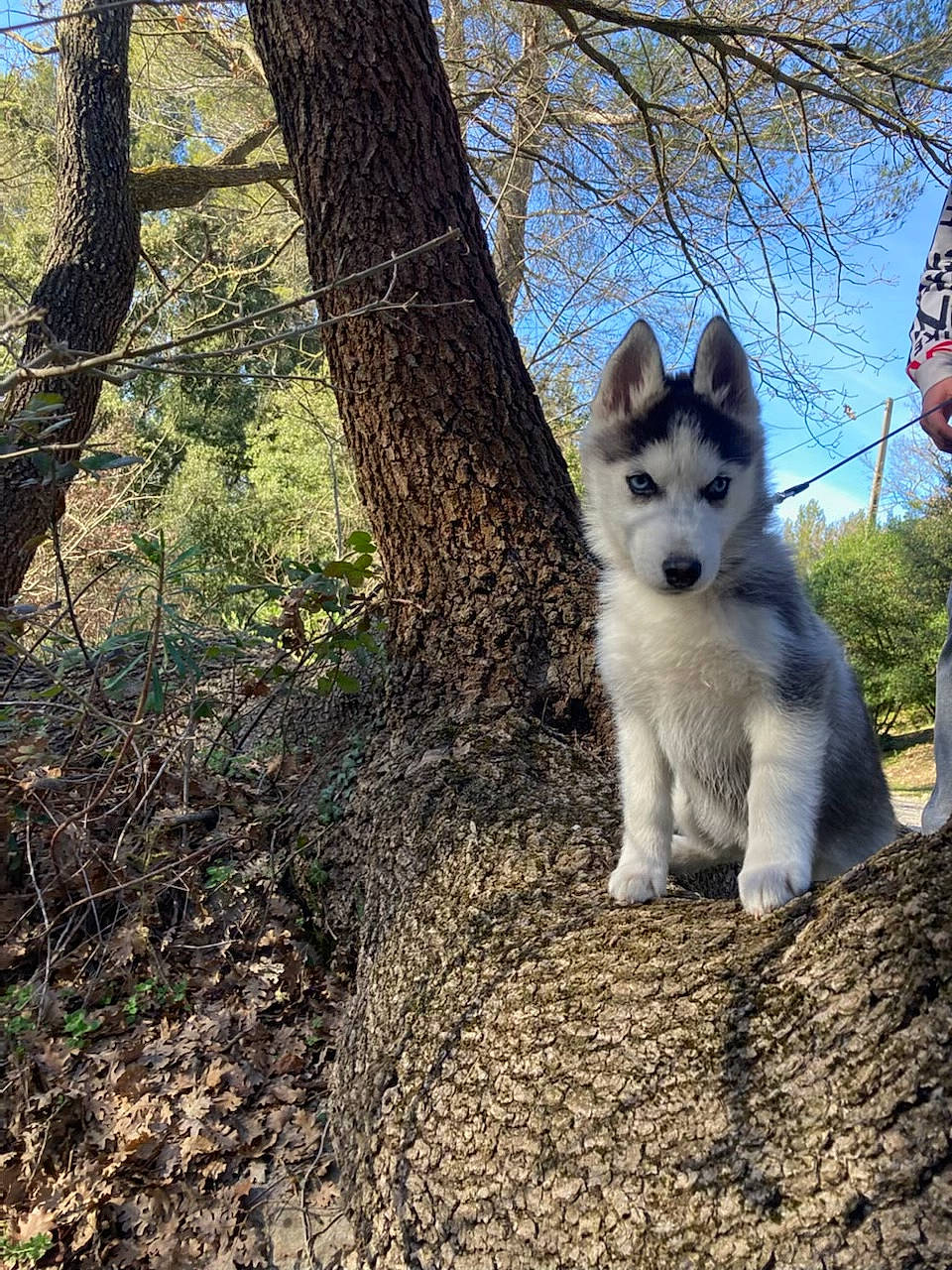 Siberia a rejoint le concours — aidez-le/la à gagner de superbes lots ! canidae, canis, carnivore, companion_dog, dog, dog_breed, fawn, grass, plant, sky, sled_dog, snout, sporting_group, tail, tree, trunk, twig, whiskers, wolf, wood