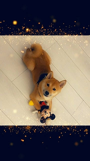 Alpha a rejoint le concours — aidez-le/la à gagner de superbes lots ! akita, akita_inu, canidae, carnivore, companion_dog, dog, dog_breed, fawn, finnish_spitz, mammal, non_sporting_group, pembroke_welsh_corgi, pomeranian, puppy, shiba_inu, snout, snow, spitz, sporting_group, winter