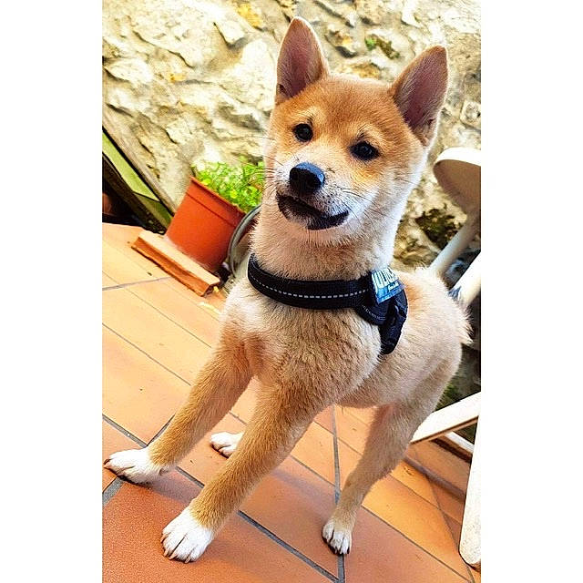 Alpha participe au concours pour gagner de l'argent avec cette photo : ancient_dog_breeds, bow_tie, canaan_dog, canidae, carnivore, carolina_dog, companion_dog, dog, dog_breed, fawn, korean_jindo_dog, mammal, new_guinea_singing_dog, non_sporting_group, rare_breed_dog, shiba_inu, tie, vertebrate