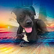 Boze a rejoint le concours — aidez-le/la à gagner de superbes lots ! dog, black_dog, tongue_out, lying_down, collar, sunset, beach, water, waves, person_legs, colorful, artistic, surreal, outdoor, happy, pet, animal, nature, sky, sand