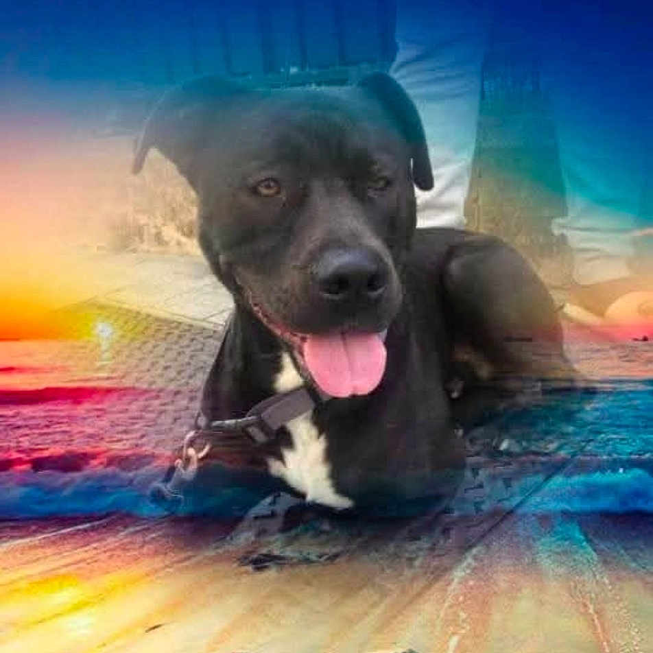 Boze a rejoint le concours — aidez-le/la à gagner de superbes lots ! animal, artistic, beach, black_dog, collar, colorful, dog, happy, lying_down, nature, outdoor, person_legs, pet, sand, sky, sunset, surreal, tongue_out, water, waves