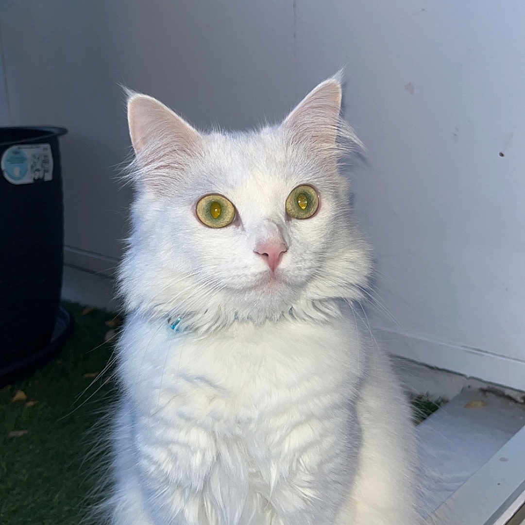 Stella a rejoint le concours — aidez-le/la à gagner de superbes lots ! animal, calm, cat, closeup, curious, domestic_animal, ears, feline, fluffy, fur, indoor, natural_light, nose, paw, pet, sitting, whiskers, white_cat, window, yellow_eyes