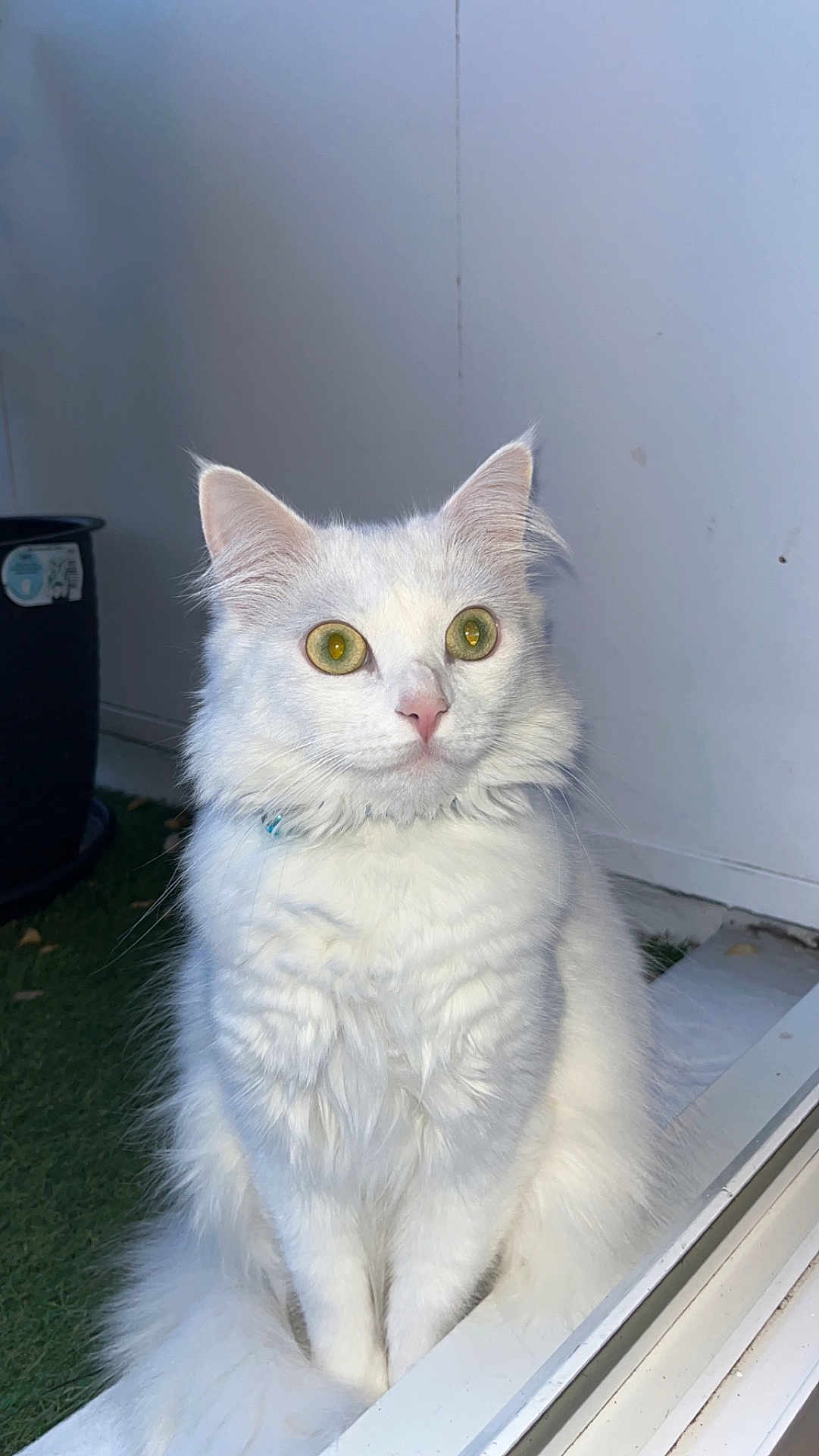 Stella a rejoint le concours — aidez-le/la à gagner de superbes lots ! cat, white_cat, fluffy, sitting, indoor, window, curious, yellow_eyes, feline, pet, domestic_animal, animal, fur, whiskers, ears, nose, paw, calm, closeup, natural_light