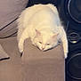 Stella participe au concours pour gagner de l'argent avec cette photo : cat, white_cat, furniture, couch, armrest, indoor, pet, relaxing, fluffy, sleepy, domestic_animal, cozy, living_room, cute, animal, resting, soft, comfort, home, mammal