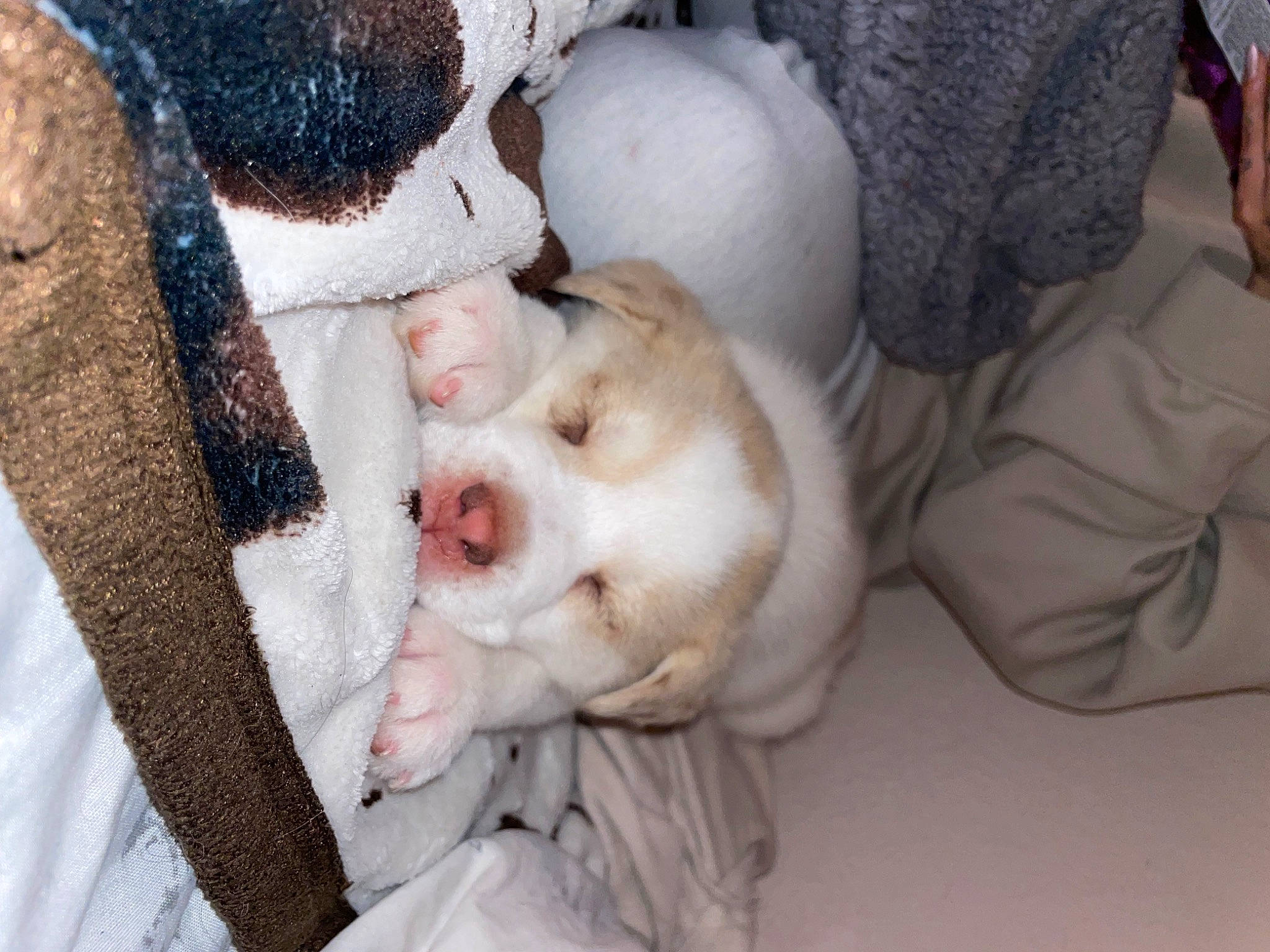 Oakely joined the competition — help win amazing prizes! canidae, child, comfort, companion_dog, dog_breed, ear, eye, eyelash, fawn, felidae, fur, gesture, happy, jaw, nose, small_to_medium_sized_cats, snout, sporting_group, toy, whiskers