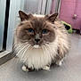 Nala is registered to the contest to win money with this photo: cat, fluffy, blue_eyes, whiskers, indoor, pet, feline, long_hair, close_up, curious, floor, window, reflection, ears, nose, paws, animal, cute, domestic, soft