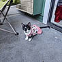 cat, animal, pet, sweater, clothing, black_and_white, concrete_floor, outdoor, green_wall, air_conditioner, folding_chair, doorway, blanket, indoor, tail, whiskers, ears, curious, alert, domestic_cat