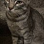 cat, gray_tabby, pet, animal, whiskers, ears, eyes, fur, paws, carpet, indoor, closeup, feline, sitting, curious, domestic_animal, mammal, striped, cute, portrait
