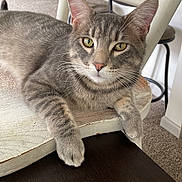 Grenade is registered to the contest to win money with this photo: cat, gray_tabby, indoor, chair, wooden_furniture, table, carpet, pet, relaxed, yellow_eyes, whiskers, paw, fur, domestic_animal, resting, closeup, homedecor, background, furniture, calm