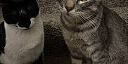 Grenade joined the competition — help win amazing prizes! cat, gray_tabby, black_and_white_cat, pets, feline, indoor, carpet, stairs, sitting, animal, whiskers, ears, eyes, fur, domestic_animal, companions, curious, quiet, two_cats, close_up