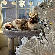 Prada is registered to the contest to win money with this photo: cat, fluffy_cat, cat_perch, window, snowflake_decoration, white_christmas_tree, ornaments, silver_baubles, icicles, holiday_decor, indoor, pet, feline, cozy, winter, festive, soft_furniture, relaxed, holiday_season, decorations