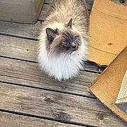 Luca is registered to the contest to win money with this photo: cat, fluffy, blue_eyes, wooden_deck, cardboard, pet, animal, fur, outdoor, curious, sitting, looking_up, domestic_cat, whiskers, ears, nose, paws, brown, white, gray