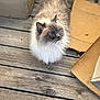 cat, fluffy, blue_eyes, wooden_deck, cardboard, pet, animal, fur, outdoor, curious, sitting, looking_up, domestic_cat, whiskers, ears, nose, paws, brown, white, gray