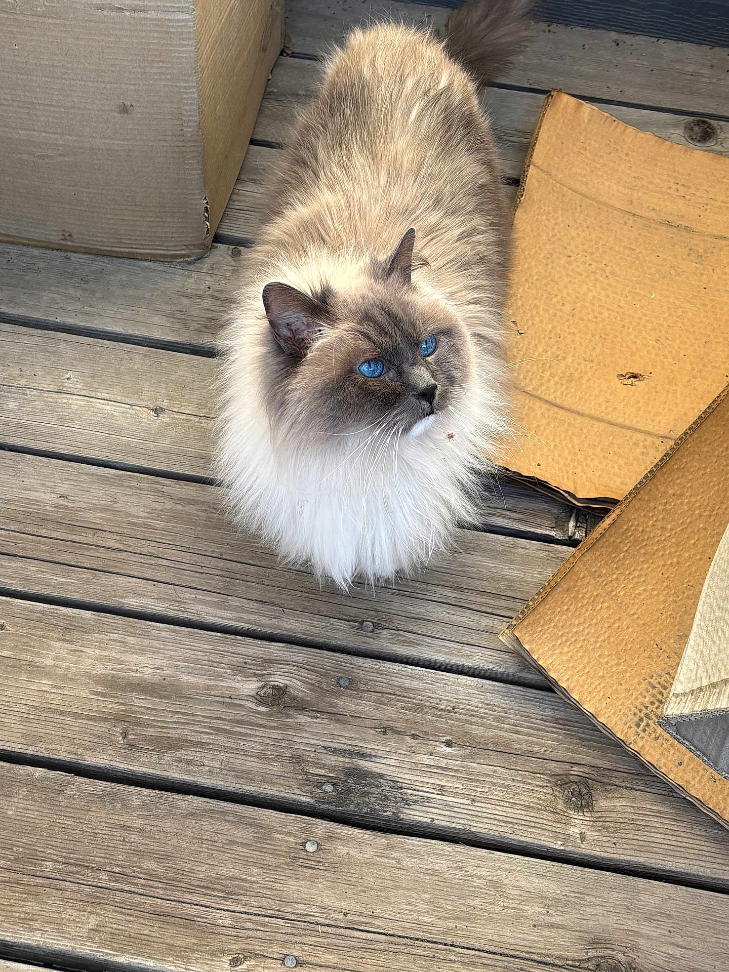 Luca is registered to the contest to win money with this photo: cat, fluffy, blue_eyes, wooden_deck, cardboard, pet, animal, fur, outdoor, curious, sitting, looking_up, domestic_cat, whiskers, ears, nose, paws, brown, white, gray