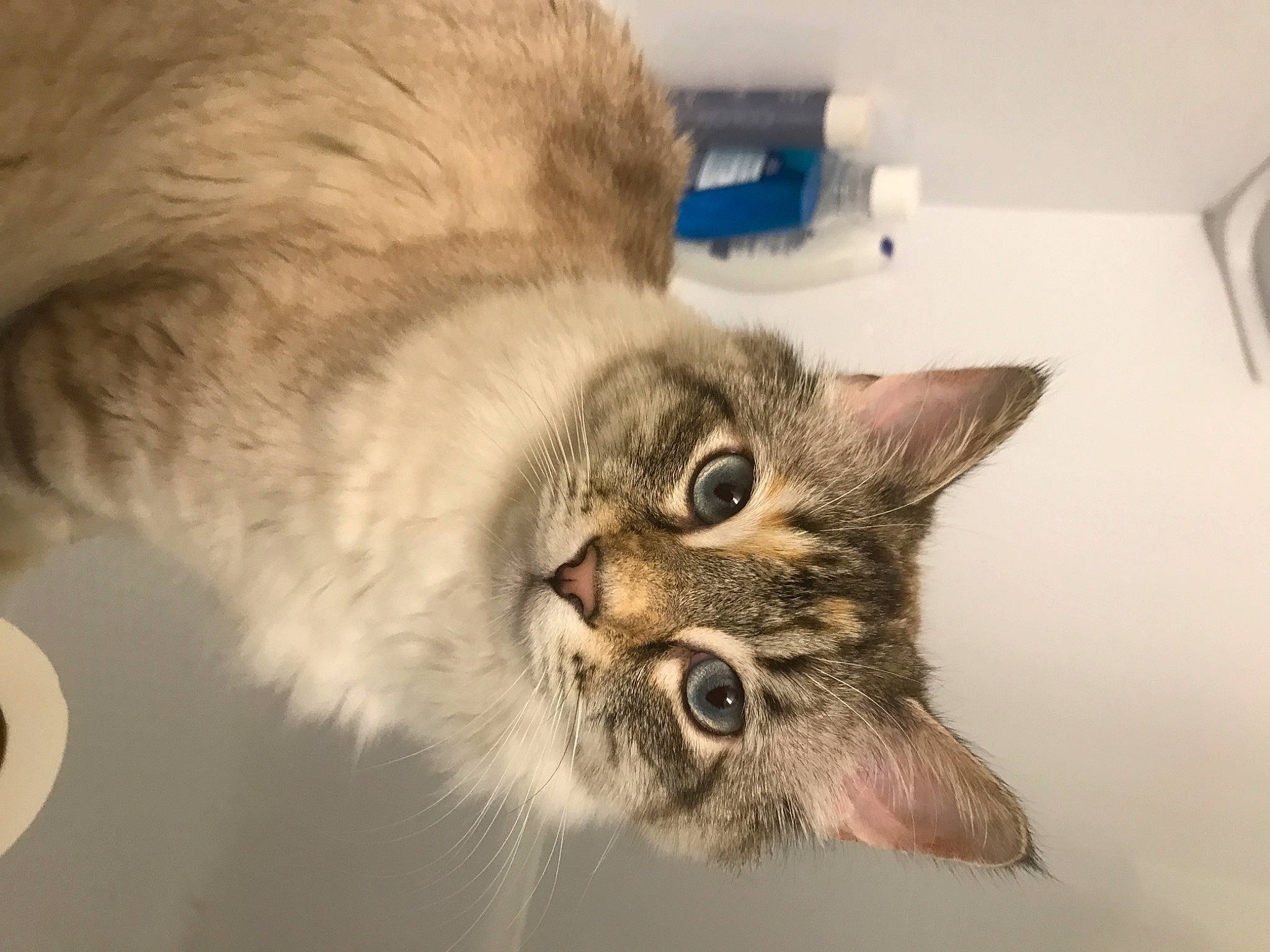 Cami joined the competition — help win amazing prizes! asian, carnivore, cat, close_up, domestic_short_haired_cat, ear, european_shorthair, eye, fawn, felidae, fur, kitten, nose, ojos_azules, paw, siberian, small_to_medium_sized_cats, snout, tabby_cat, whiskers