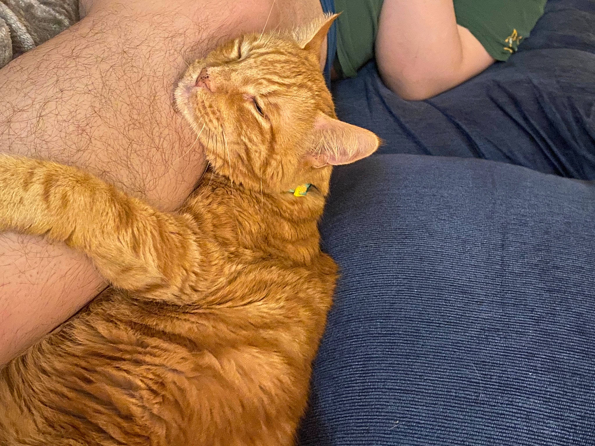 Indy is registered to the contest to win money with this photo: arm, carnivore, cat, domestic_short_haired_cat, european_shorthair, fawn, felidae, fur, german_rex, gesture, hand, human_leg, leg, small_to_medium_sized_cats, tabby_cat, whiskers