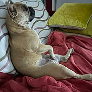 Vénus a rejoint le concours — aidez-le/la à gagner de superbes lots ! dog, french_bulldog, couch, blanket, pillow, indoor, pet, relaxed, seated, fur, animal, resting, side_view, cute, domestic_animal, portrait, home, canine, cozy, comfortable