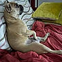 dog, french_bulldog, couch, blanket, pillow, indoor, pet, relaxed, seated, fur, animal, resting, side_view, cute, domestic_animal, portrait, home, canine, cozy, comfortable