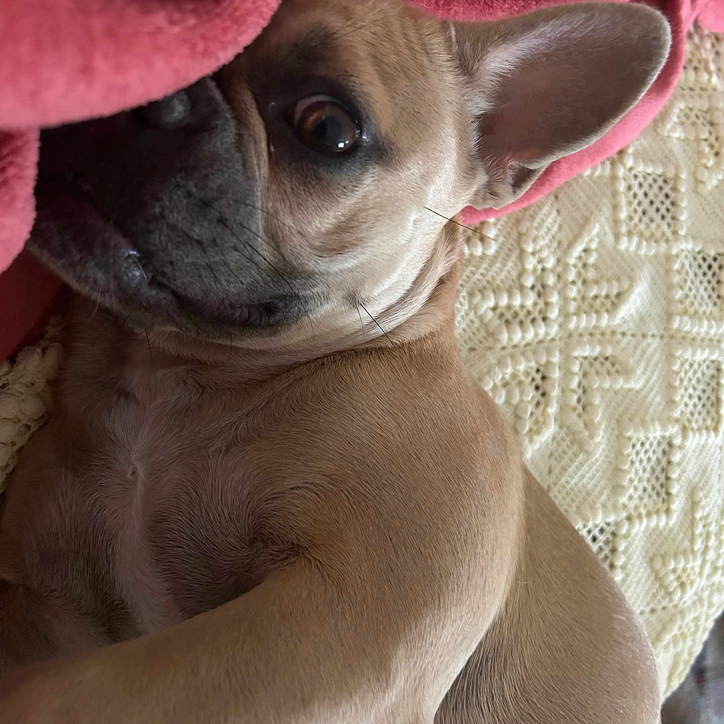 Vénus participe au concours pour gagner de l'argent avec cette photo : animal, blanket, close_up, companion, cozy, curious, cute, dog, ear, french_bulldog, fur, indoor, laying_down, pet, pink_blanket, portrait, resting, tan, texture, whiskers