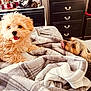 Prince Simba joined the competition — help win amazing prizes! bedroom, blanket, brown, cozy, cute, dog, dresser, fluffy, fur, furniture, happy, indoor, mirror, pet, plaid, playful, puppy, resting, small_dog, tongue_out