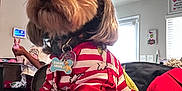 Prince Simba is registered to the contest to win money with this photo: cartoon, chair, clothing, collar, cute, decor, dog, furry, grinch, hand, home, indoor, person, pet, red, striped, table, tag, white, window