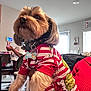 cartoon, chair, clothing, collar, cute, decor, dog, furry, grinch, hand, home, indoor, person, pet, red, striped, table, tag, white, window