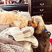 Prince Simba joined the competition — help win amazing prizes! animal, bed, blanket, brown, carpet, companion, cozy, cream, dog, dresser, friendship, fur, furniture, home, indoor, mirror, nuzzling, pet, resting, sleeping