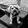 Prince Simba is registered to the contest to win money with this photo: animal, black_and_white, carpet, close_up, collar, companion, curious, cute, dog, fur, home, indoor, looking, pet, pet_stairs, portrait, small_dog, stairs, tag, texture