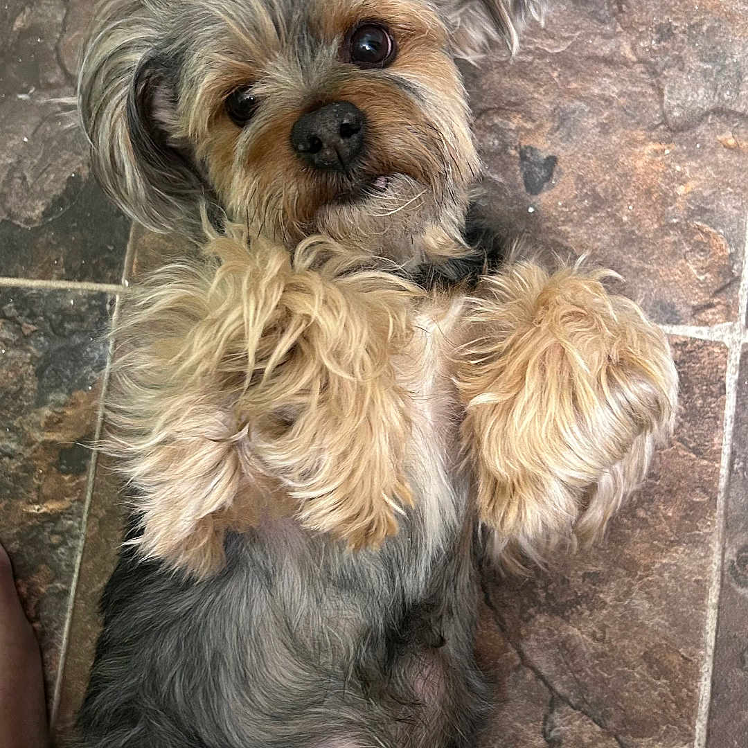 Prince Simba