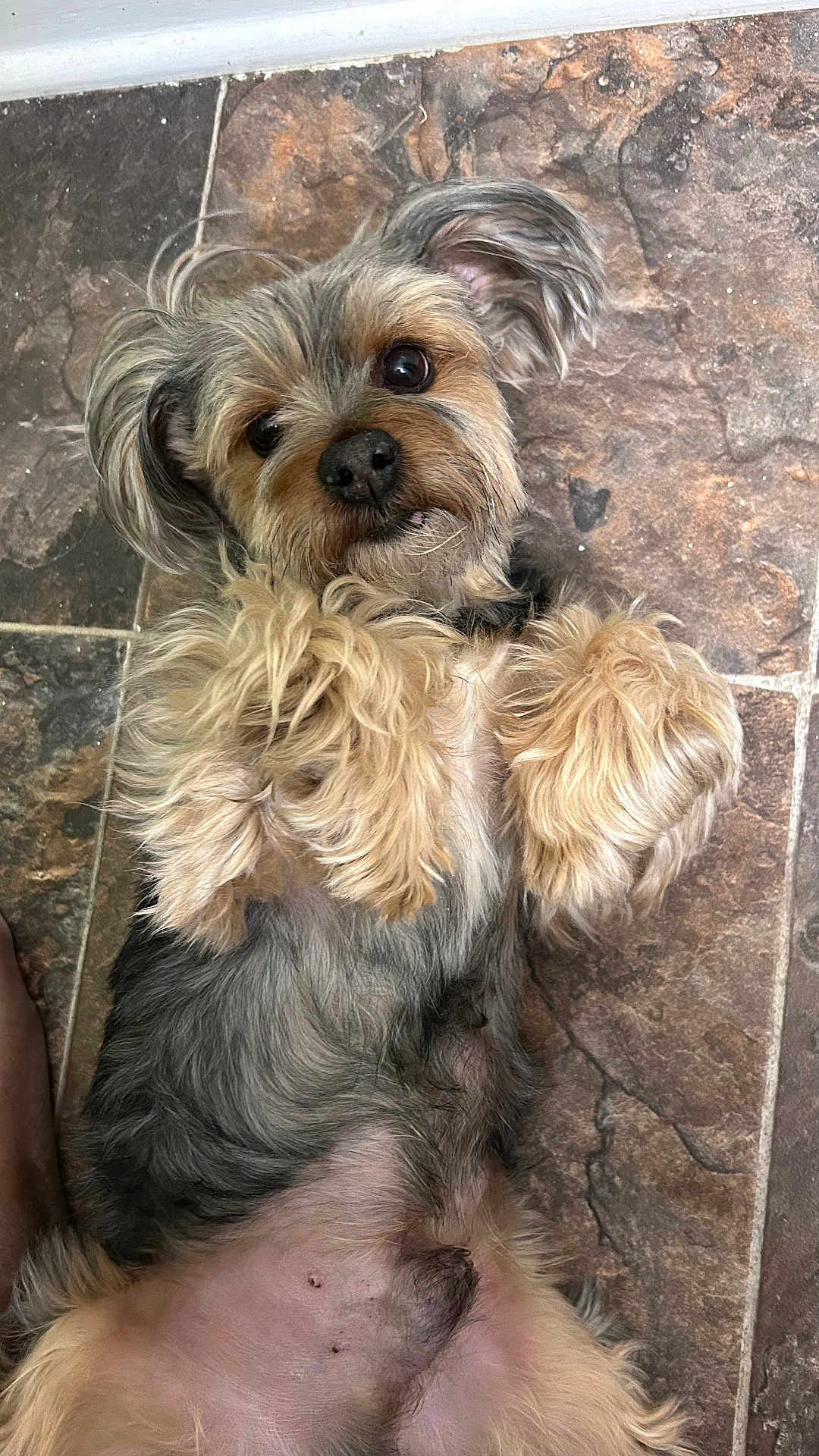 Prince Simba