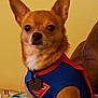 Frankie is registered to the contest to win money with this photo: dog, chihuahua, superman_costume, pet, costume, indoor, brown_dog, small_dog, cute, alert, collar, tag, couch, furniture, living_room, portrait, animal, canine, domestic_animal, pet_clothing