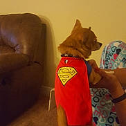Frankie is registered to the contest to win money with this photo: dog, superman_cape, pet_costume, brown_couch, carpet, indoor, person_holding_dog, pajama_pants, love_print, small_dog, standing_dog, brown_dog, tail, collar, living_room, wall, furniture, cute, playful, domestic_pet