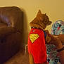 dog, superman_cape, pet_costume, brown_couch, carpet, indoor, person_holding_dog, pajama_pants, love_print, small_dog, standing_dog, brown_dog, tail, collar, living_room, wall, furniture, cute, playful, domestic_pet