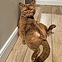 cat, brown_cat, amber_eyes, relaxed, floor, wooden_floor, indoor, pet, animal, feline, whiskers, tail, ears, cute, sitting, looking_at_camera, domestic_cat, fur, paw, playful