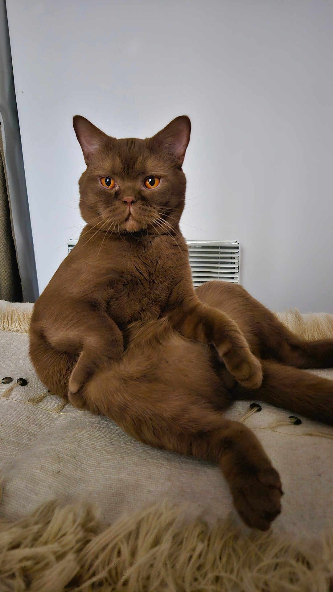 Ulysse a rejoint le concours — aidez-le/la à gagner de superbes lots ! cat, chocolate_brown, amber_eyes, relaxed, lounging, feline, pet, whiskers, ears, fur, blanket, cozy, indoor, resting, cute, animal, portrait, sitting, domestic_cat, furry