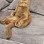 Ulysse participe au concours pour gagner de l'argent avec cette photo : animal, brown_cat, cat, corduroy, couch, cute, domestic_animal, feline, fur, furniture, indoor, living_room, orange_eyes, paws, pet, portrait, relaxed, sitting, tail, whiskers