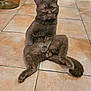 appliance, brown_eyes, cat, corner, domestic_cat, ears, floor, front_paws, glass_jar, gray_cat, household, indoor, kitchen, looking_at_camera, pet, relaxed, sitting, tail, tile_floor, whiskers