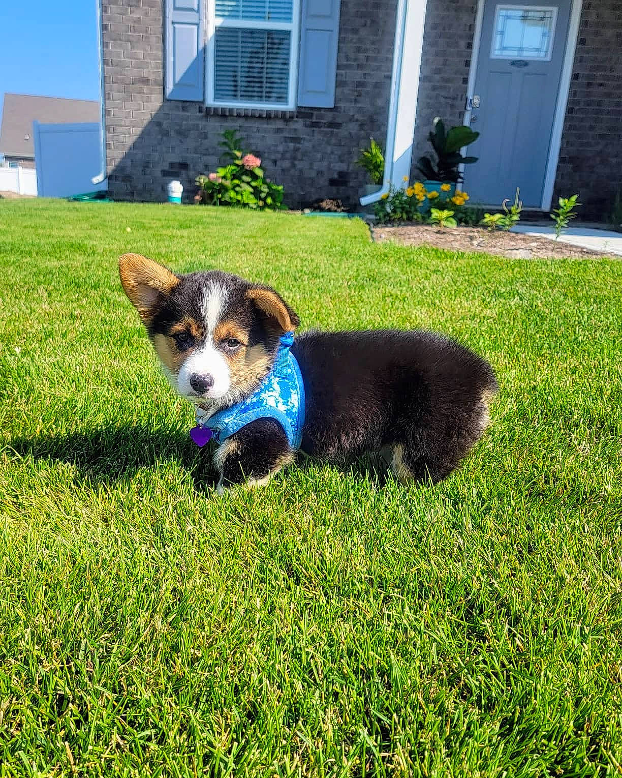 Koa is registered to the contest to win money with this photo: building, canidae, carnivore, chair, companion_dog, dog, dog_breed, dog_supply, door, grass, groundcover, herding_dog, home, lawn, plant, siding, sky, snout, tail, window