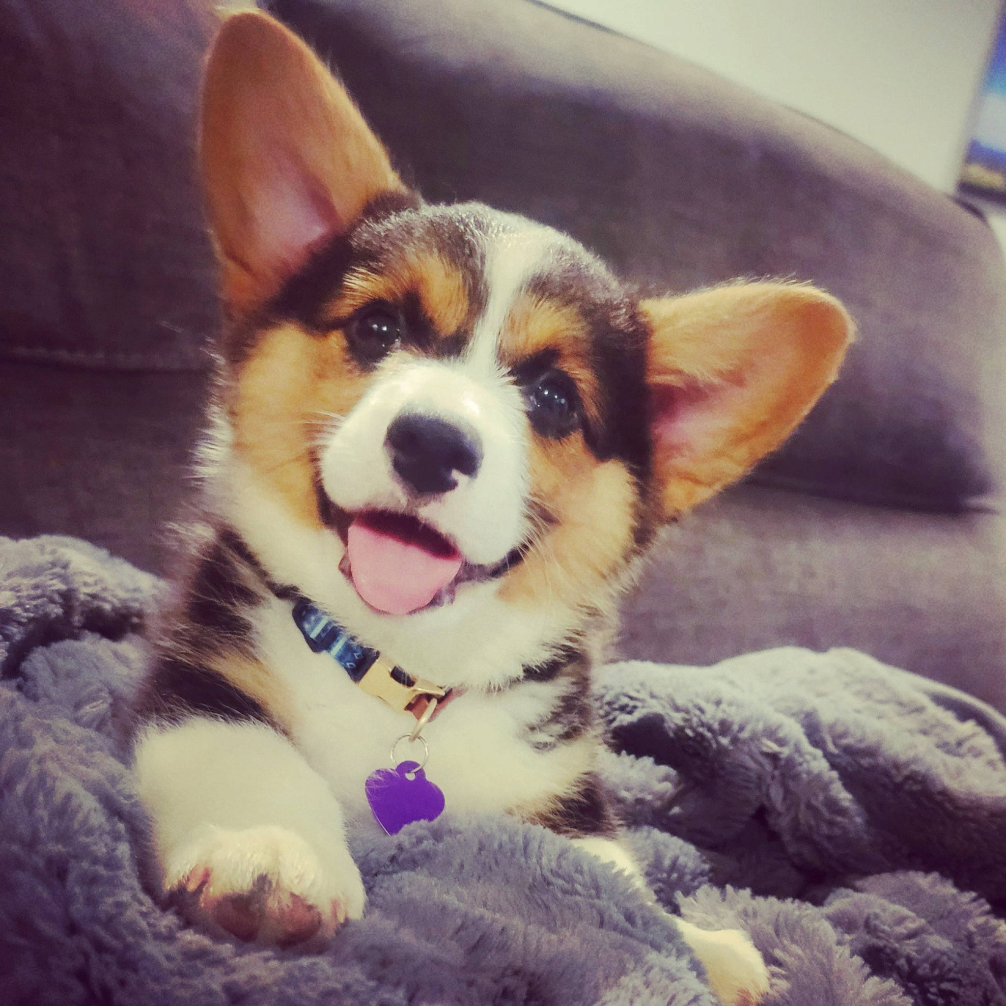 Koa joined the competition — help win amazing prizes! carnivore, cloud, comfort, companion_dog, couch, dog, dog_breed, eye, fawn, fur, happy, herding_dog, meteorological_phenomenon, paw, sky, snout, square, terrestrial_animal, whiskers, working_animal