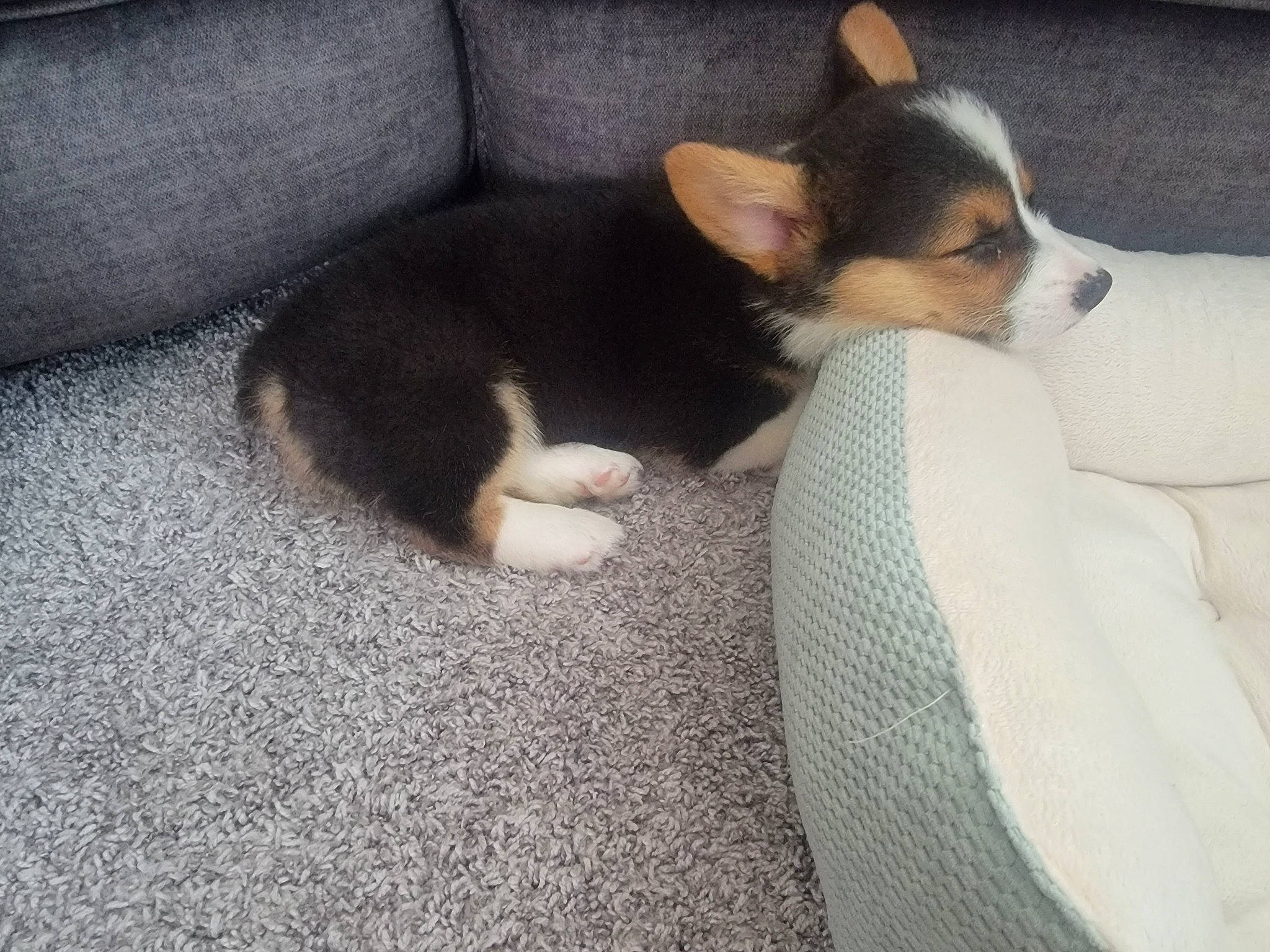 Koa joined the competition — help win amazing prizes! canidae, carnivore, comfort, companion_dog, couch, dog, dog_breed, felidae, flooring, fur, human_leg, lap, mammal, nap, paw, small_to_medium_sized_cats, sporting_group, tail, toy_dog, whiskers