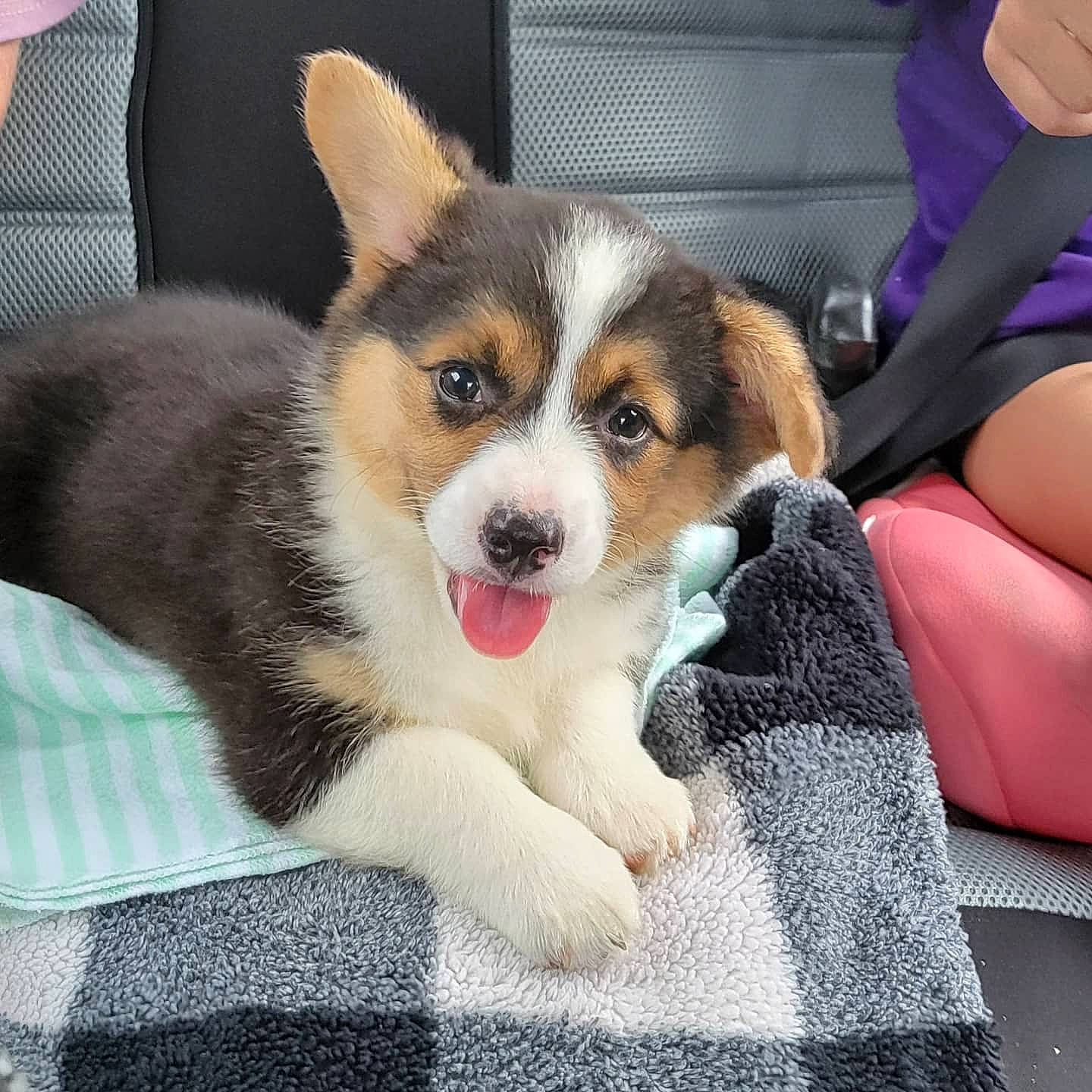 Koa is registered to the contest to win money with this photo: ancient_dog_breeds, ball, carnivore, collar, comfort, companion_dog, dog, dog_breed, dog_supply, fur, human_leg, paw, snout, sporting_group, tail, terrestrial_animal, whiskers, window, working_animal, working_dog