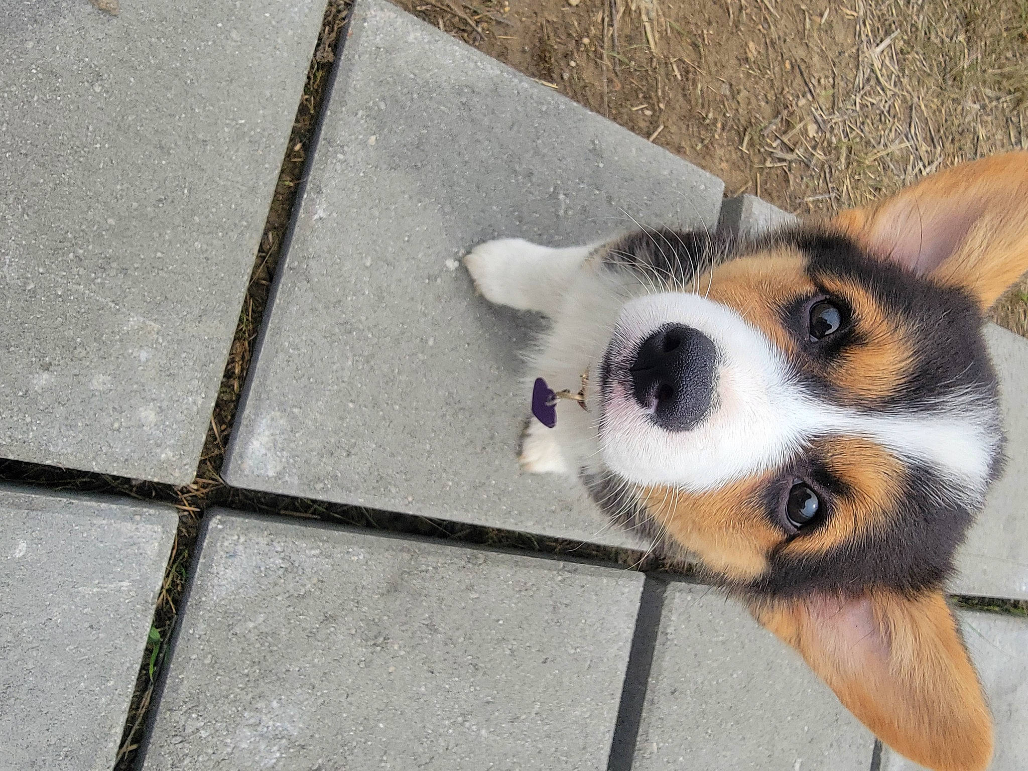 Koa is registered to the contest to win money with this photo: canidae, carnivore, collar, companion_dog, dog, dog_breed, dog_supply, door, fawn, flooring, fur, paw, road_surface, snout, sporting_group, tail, terrestrial_animal, whiskers, window, working_animal