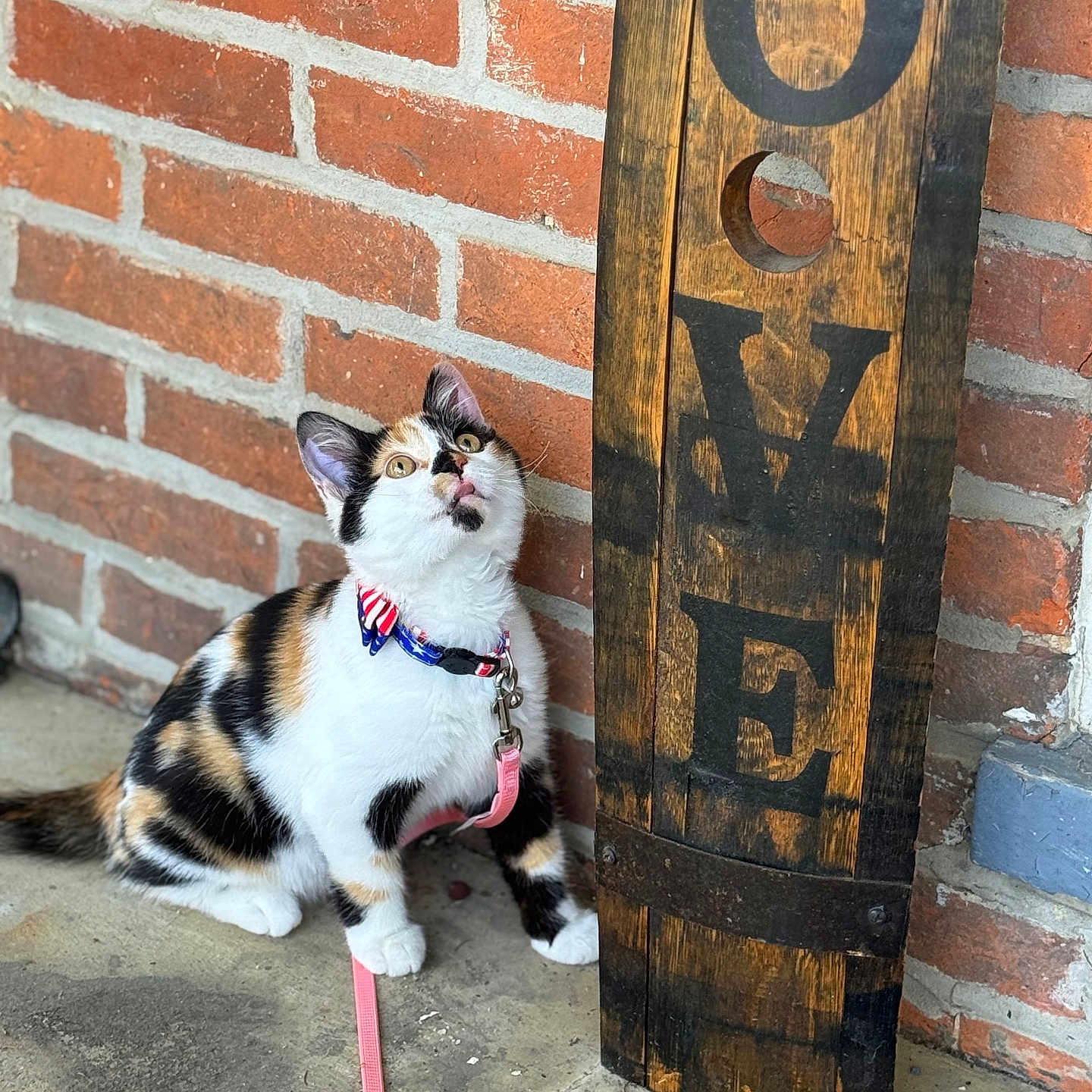 Princess joined the competition — help win amazing prizes! animal, attentive, brick_wall, calico_cat, cat, closeup, collar, colorful, concrete_floor, curious, cute, domestic_cat, feline, leash, love_sign, outdoor, pet, sitting, wooden_sign, young_cat