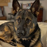 Kaiser joined the competition — help win amazing prizes! animal, bed, canine, closeup, companion, cute, dog, domestic_animal, ears, eyes, face, fur, furniture, german_shepherd, indoor, lying_down, mammal, pet, portrait, resting