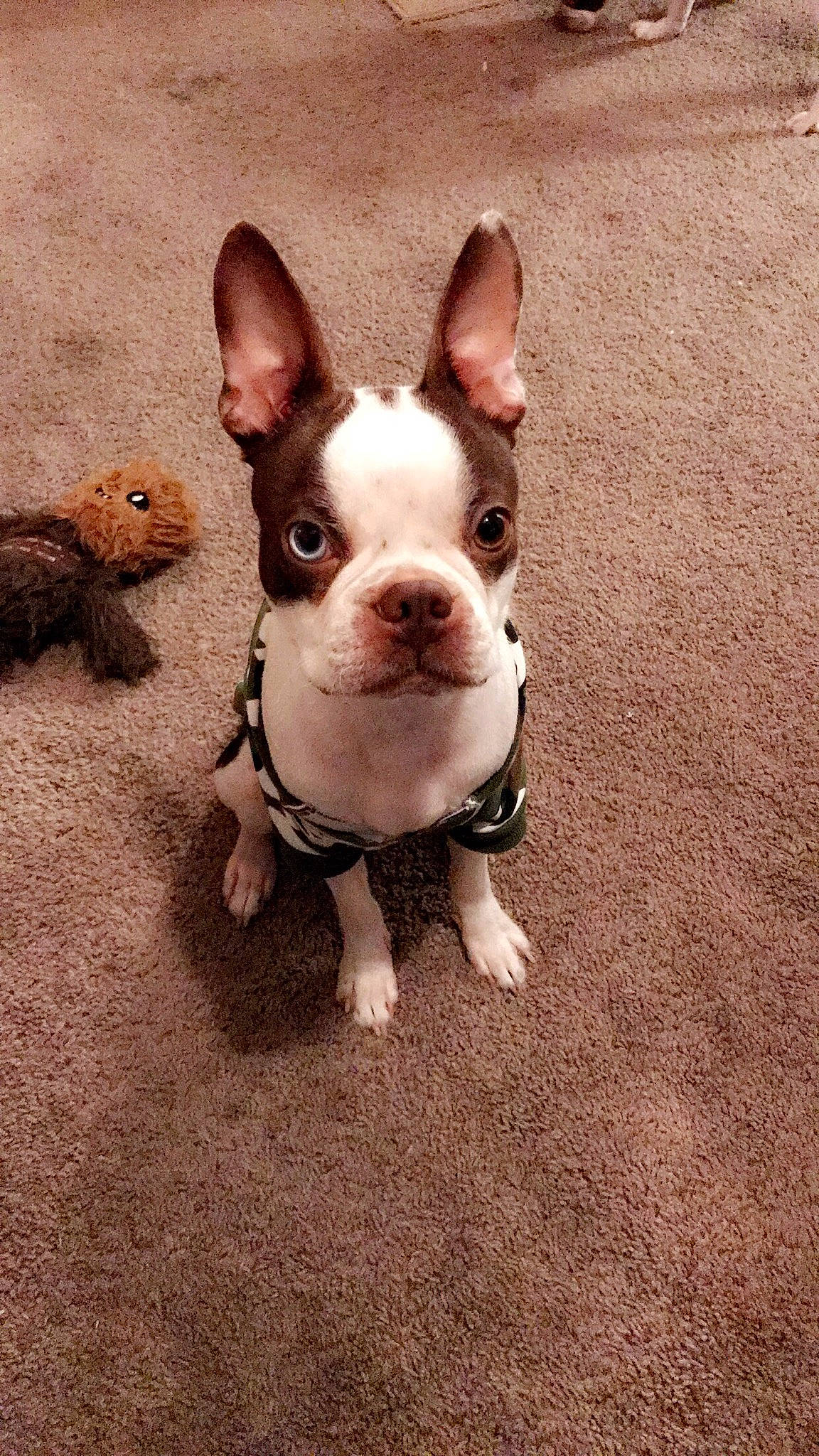 Jackson is registered to the contest to win money with this photo: ancient_dog_breeds, boston_terrier, canidae, carnivore, companion_dog, dog, dog_breed, ear, fawn, french_bulldog, mammal, non_sporting_group, nose, puppy, puppy_love, rare_breed_dog, snout, toy_bulldog, vertebrate