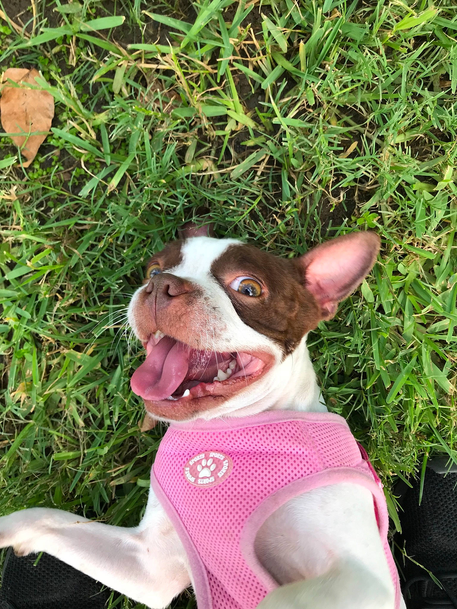 Jada joined the competition — help win amazing prizes! adventure, american_staffordshire_terrier, boston_terrier, canidae, carnivore, companion_dog, dog, dog_breed, fawn, french_bulldog, grass, green, mammal, non_sporting_group, plant, puppy, rare_breed_dog, snout, sporting_group
