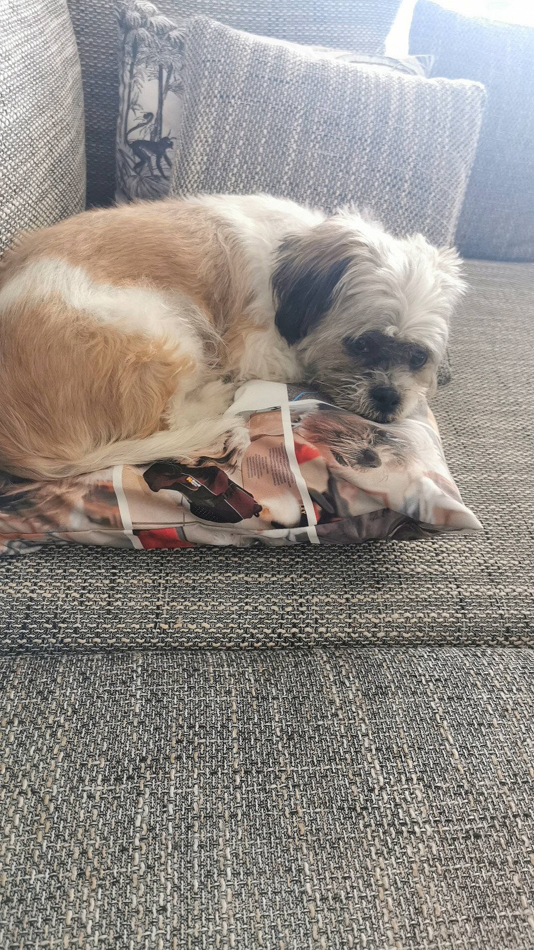 Bisou a rejoint le concours — aidez-le/la à gagner de superbes lots ! canidae, carnivore, companion_dog, dog, dog_bed, dog_breed, dog_supply, fawn, fur, liver, non_sporting_group, pet_supply, puppy, small_terrier, snout, sporting_group, toy_dog, vertebrate, working_animal, working_dog