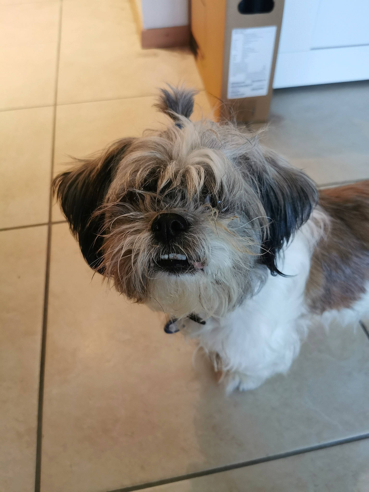 Bisou participe au concours pour gagner de l'argent avec cette photo : cabinetry, canidae, carnivore, companion_dog, dog, dog_breed, dog_supply, floor, flooring, fur, mammal, puppy, shih_tzu, small_terrier, snout, terrier, tile, tile_flooring, toy_dog, working_animal